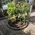 Liberty Versilia 利多迪卡马约雷